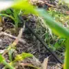 Sustav navodnjavanja kap na kap